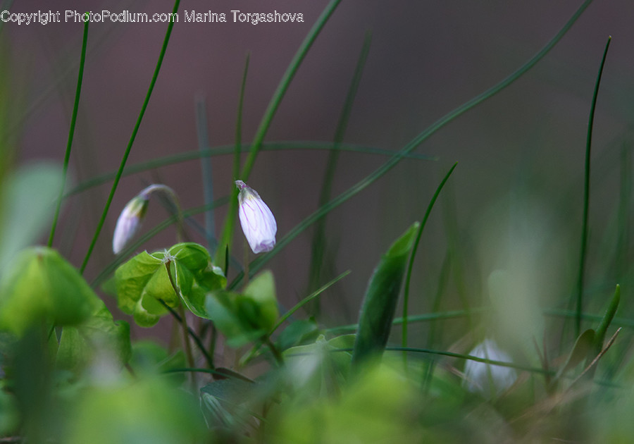 Blossom, Flora, Flower, Geranium, Plant