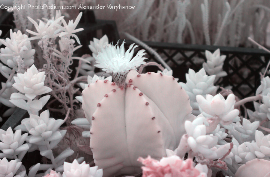 Blossom, Flora, Flower, Plant, Peony