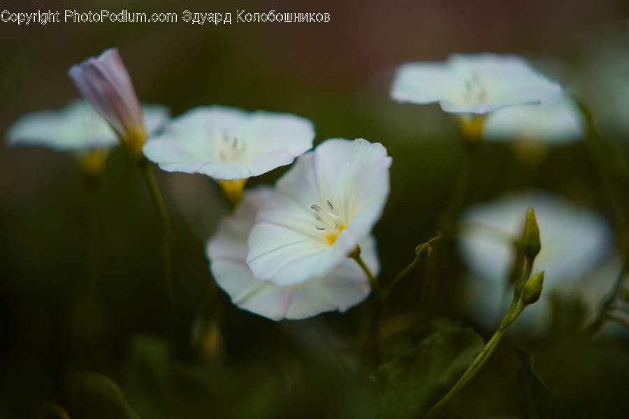 Blossom, Bud, Flora, Flower, Plant