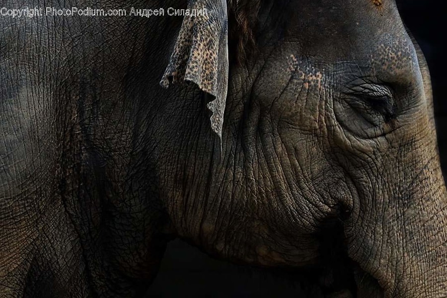 Animal, Elephant, Mammal, Wildlife