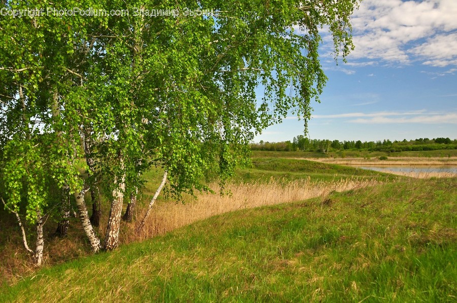 Birch, Flora, Plant, Tree, Grass
