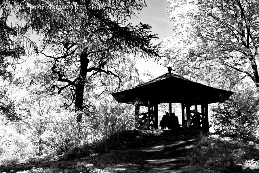 Silhouette, Gazebo, Flora, Plant, Tree