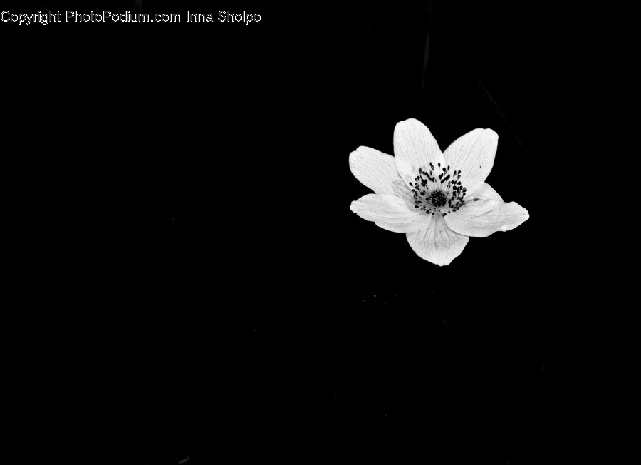 Blossom, Flora, Flower, Petal, Plant