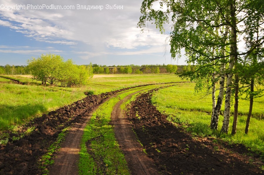 Dirt Road, Gravel, Road, Flora, Plant