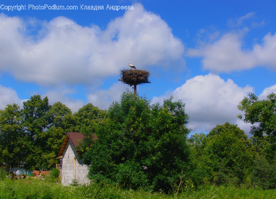 Building, Cottage, House, Housing, Animal