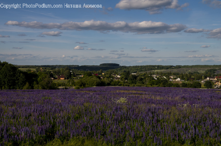 Flora, Lavender, Plant, Field, Grassland