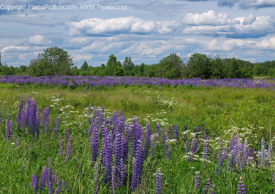 Flora, Lavender, Plant, Blossom, Crocus