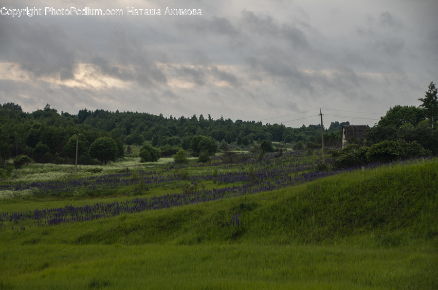Countryside, Field, Grassland, Nature, Outdoors
