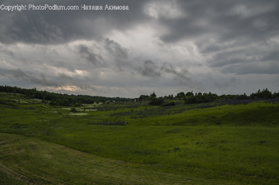Field, Grassland, Outdoors, Flora, Grass