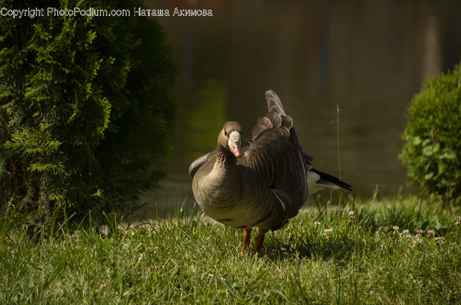 Animal, Bird, Goose, Waterfowl, Conifer