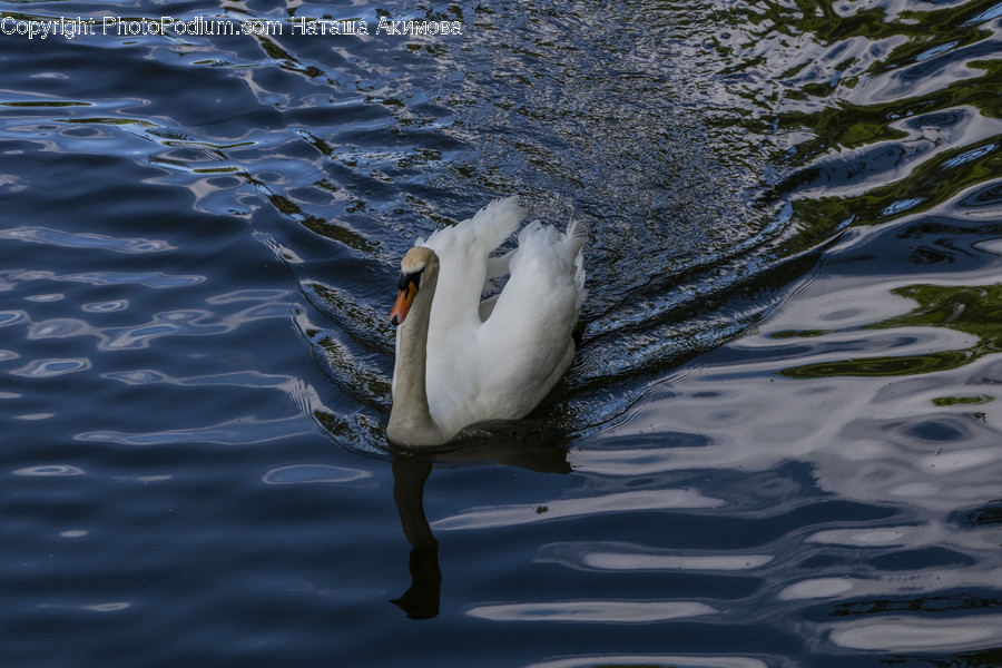 Outdoors, Ripple, Water, Animal, Bird