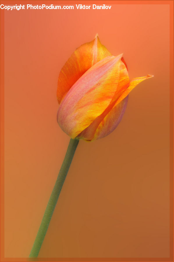 Bud, Plant, Blossom, Crocus, Flora, Flower, Flower Arrangement