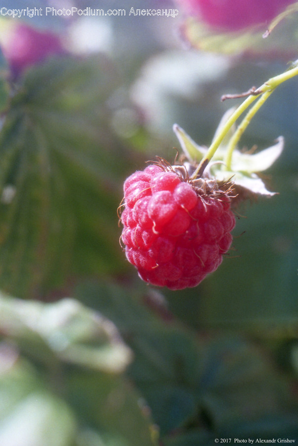 Flora, Food, Fruit, Plant, Produce