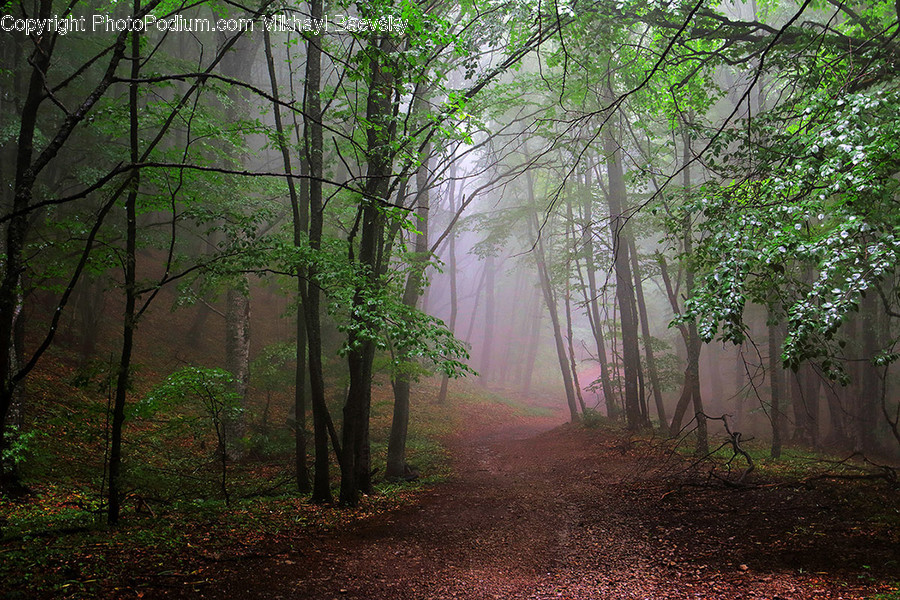 Dirt Road, Gravel, Road, Flora, Forest