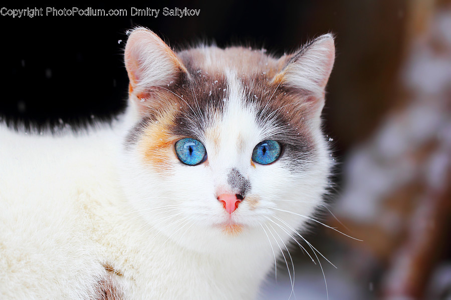 Animal, Cat, Kitten, Mammal, Pet