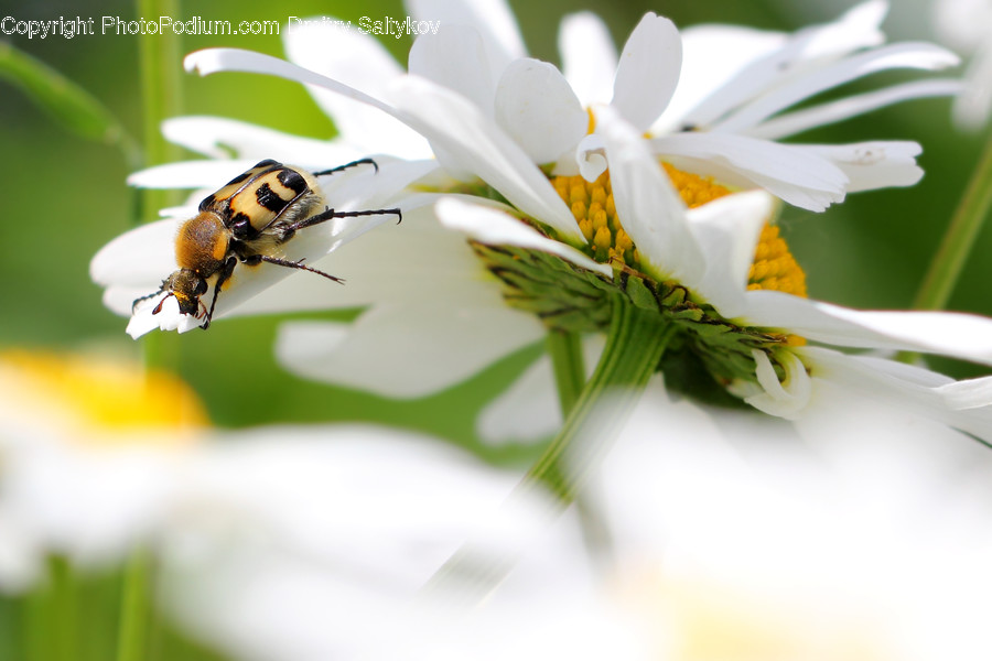 Animal, Bee, Insect, Invertebrate, Apidae