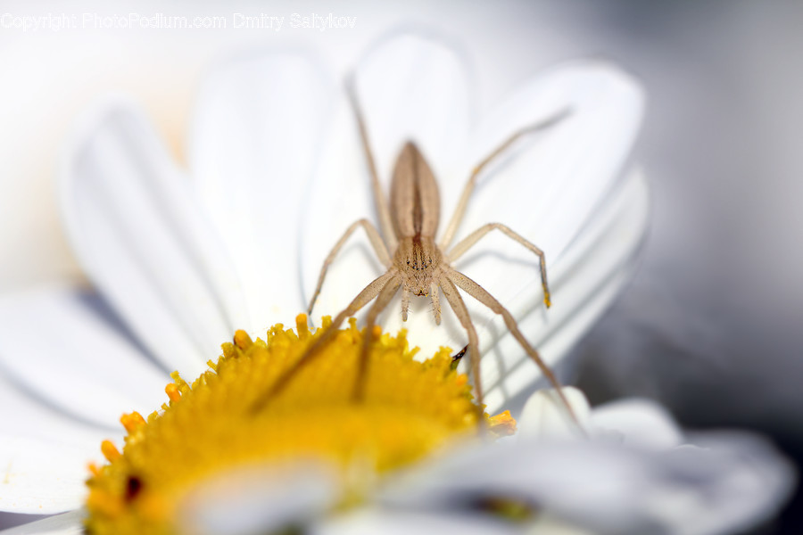 Animal, Insect, Invertebrate, Mosquito, Blossom