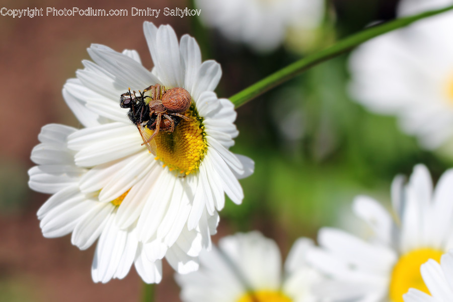 Animal, Bee, Insect, Invertebrate, Blossom