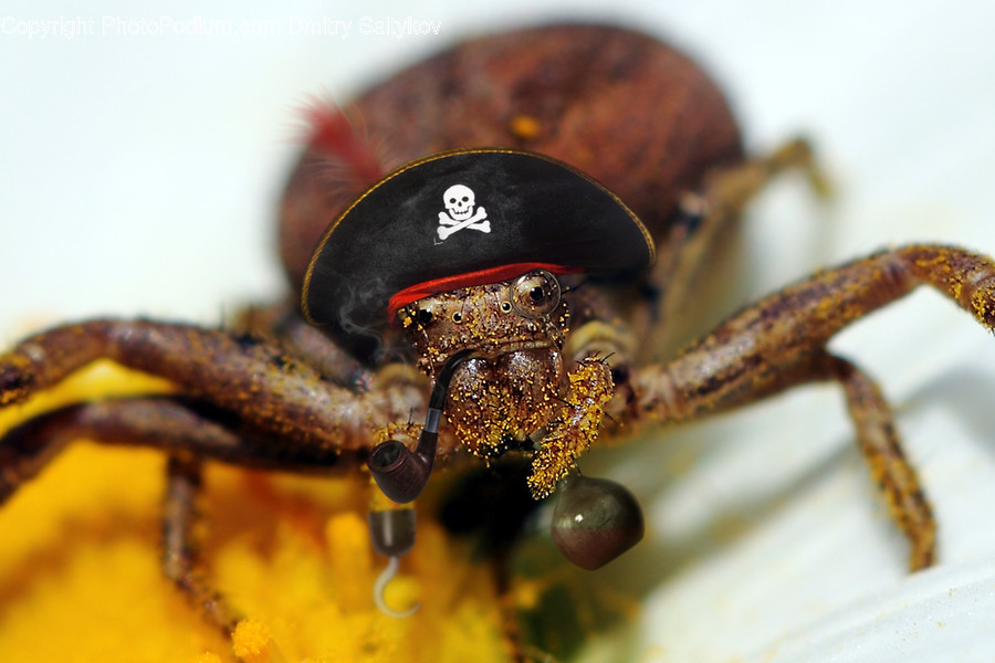 Animal, Crab, Food, Invertebrate, Sea Life