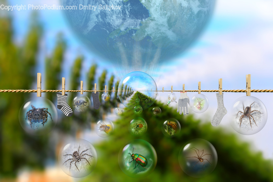 Bubble, Animal, Arachnid, Invertebrate, Spider