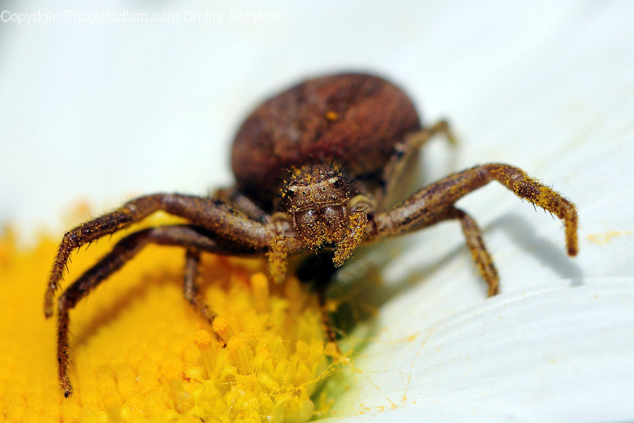 Animal, Crab, Food, Invertebrate, Sea Life