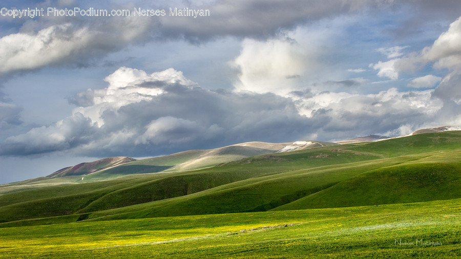 Field, Grassland, Outdoors, Flora, Grass