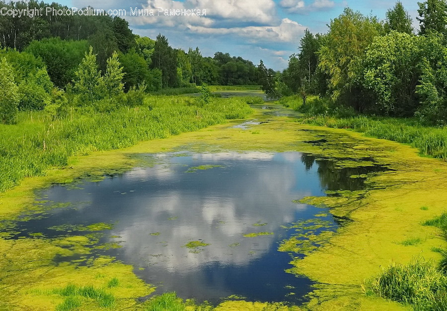Land, Marsh, Outdoors, Swamp, Water