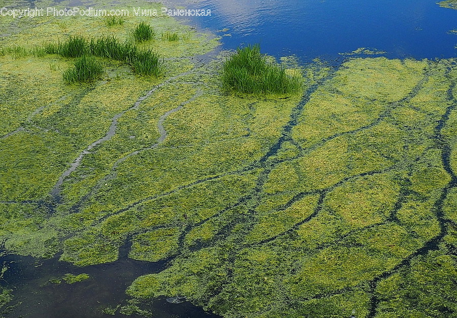 Algae, Flora, Plant, Animal, Coral Reef