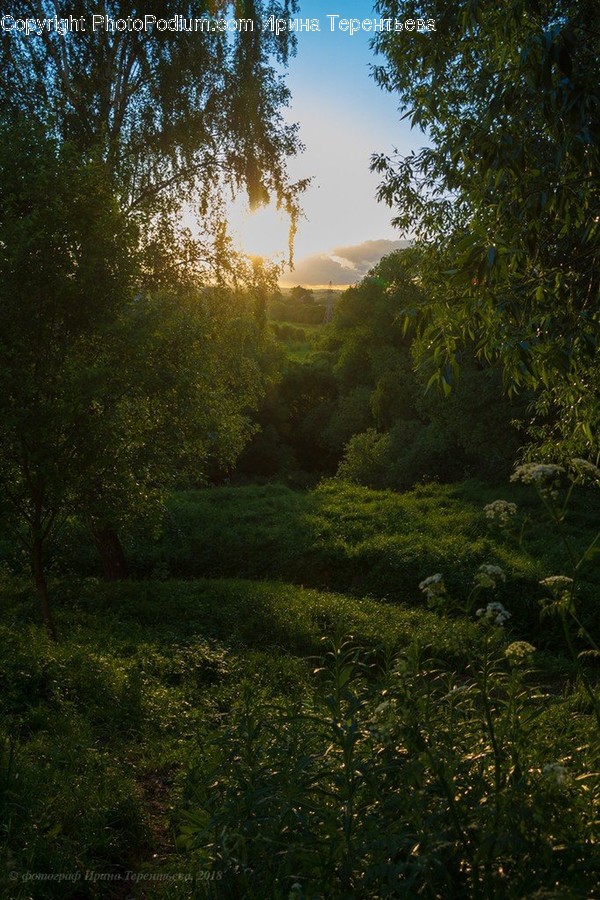 Flora, Forest, Land, Nature, Outdoors