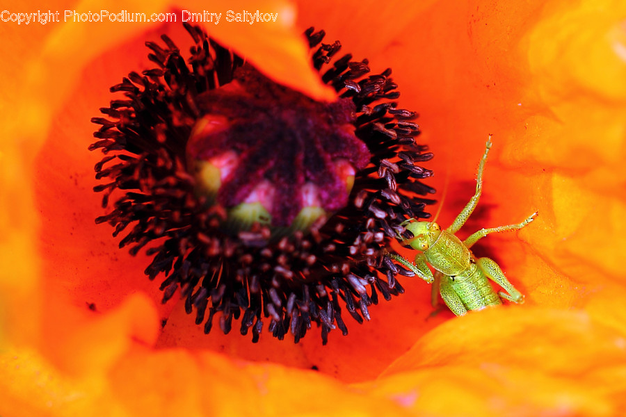 Blossom, Flora, Flower, Plant, Poppy