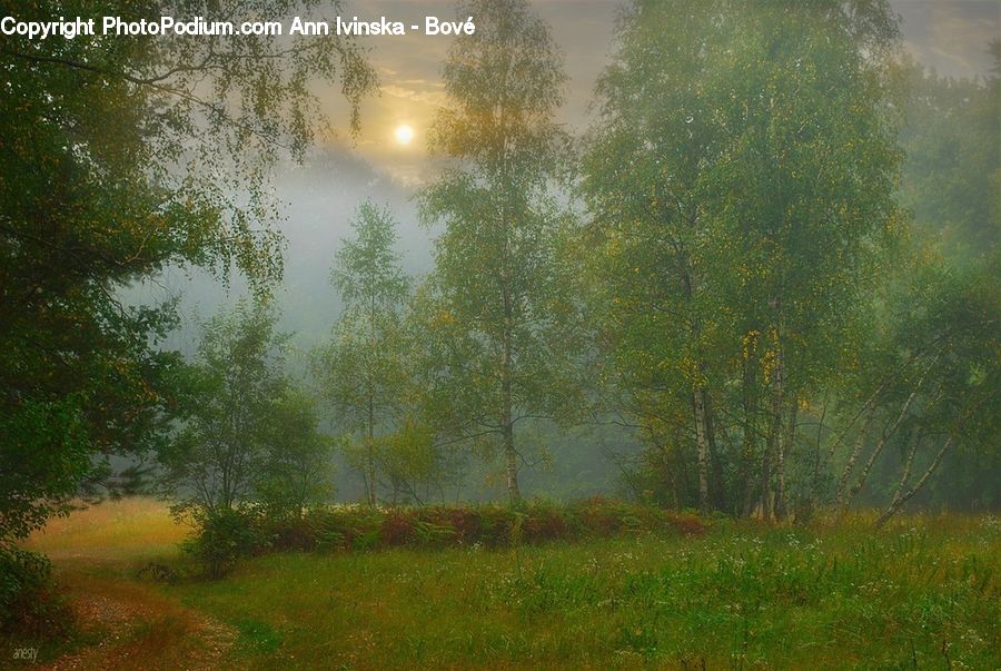 Fog, Mist, Outdoors, Field, Grass, Grassland, Plant