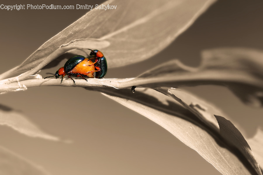Animal, Ant, Insect, Invertebrate, Butterfly