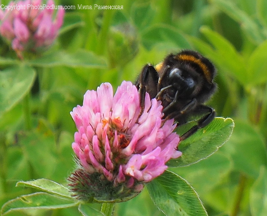Animal, Bee, Insect, Invertebrate, Apidae