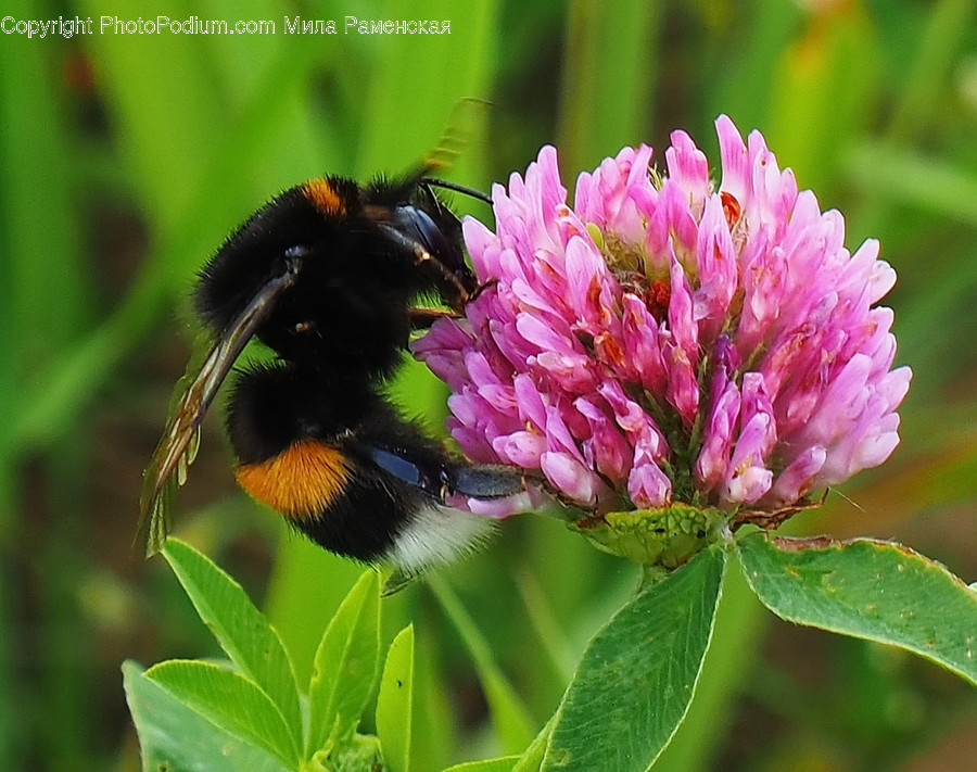 Animal, Apidae, Bee, Bumblebee, Insect