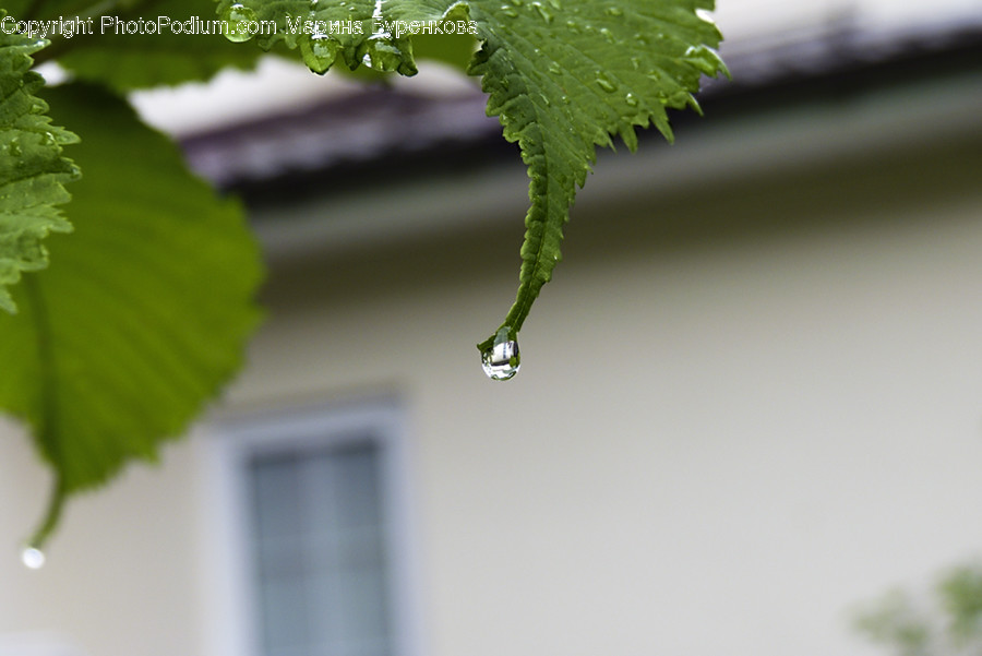 Fern, Flora, Plant, Ice, Icicle