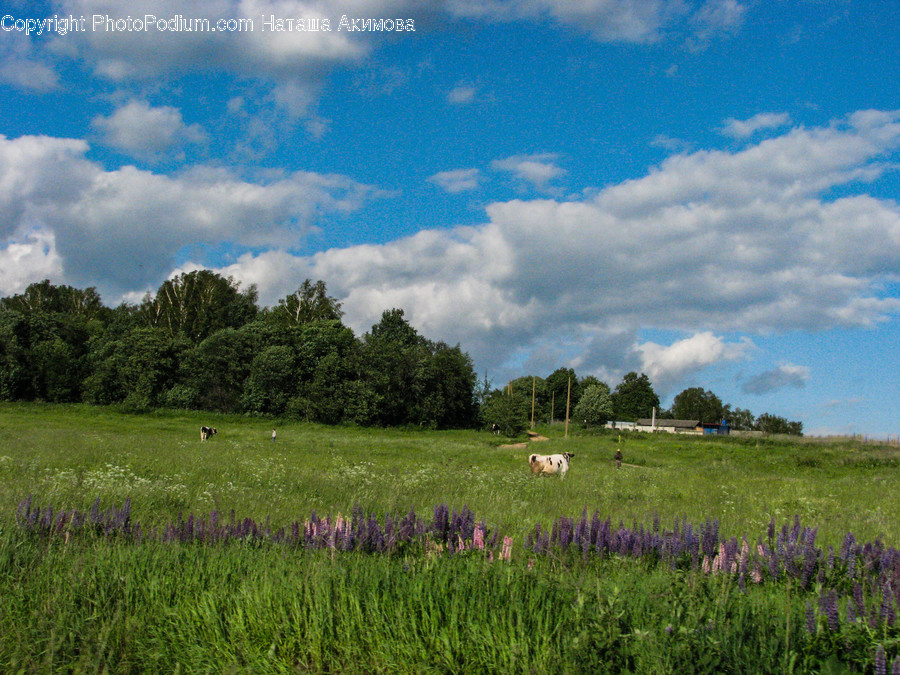 Field, Grassland, Outdoors, Nature, Landscape