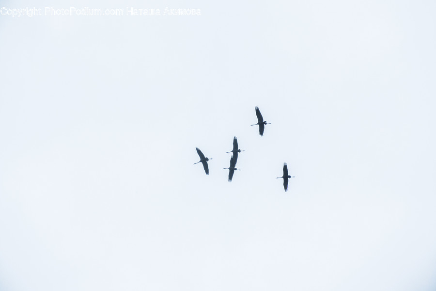 Flying, Aircraft, Airplane, Biplane, Transportation