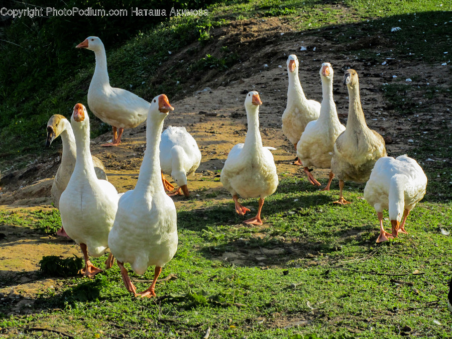 Animal, Bird, Goose, Waterfowl, Beak