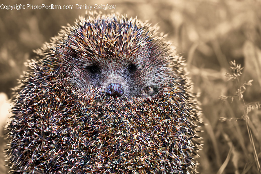 Animal, Hedgehog, Mammal, Flora, Grass