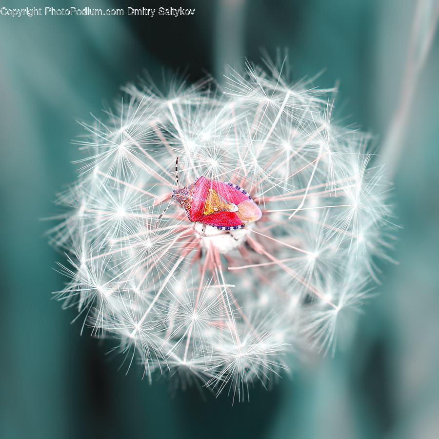 Blossom, Dandelion, Flora, Flower, Plant