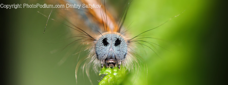 Animal, Arachnid, Garden Spider, Insect, Invertebrate