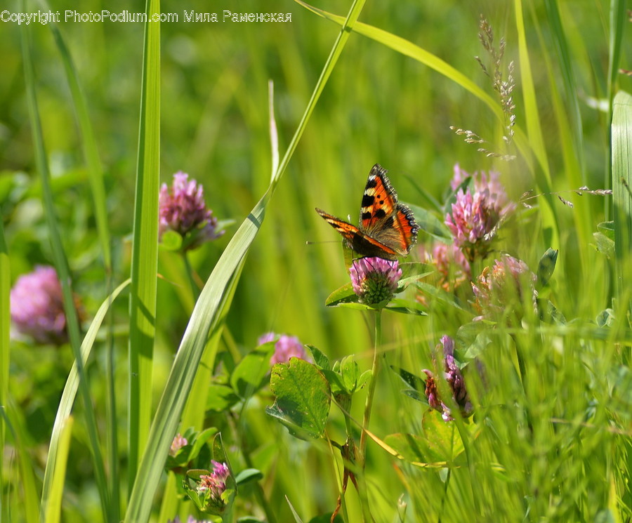 Flora, Plant, Animal, Butterfly, Insect