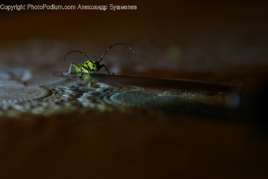 Animal, Insect, Invertebrate, Mosquito, Grasshopper