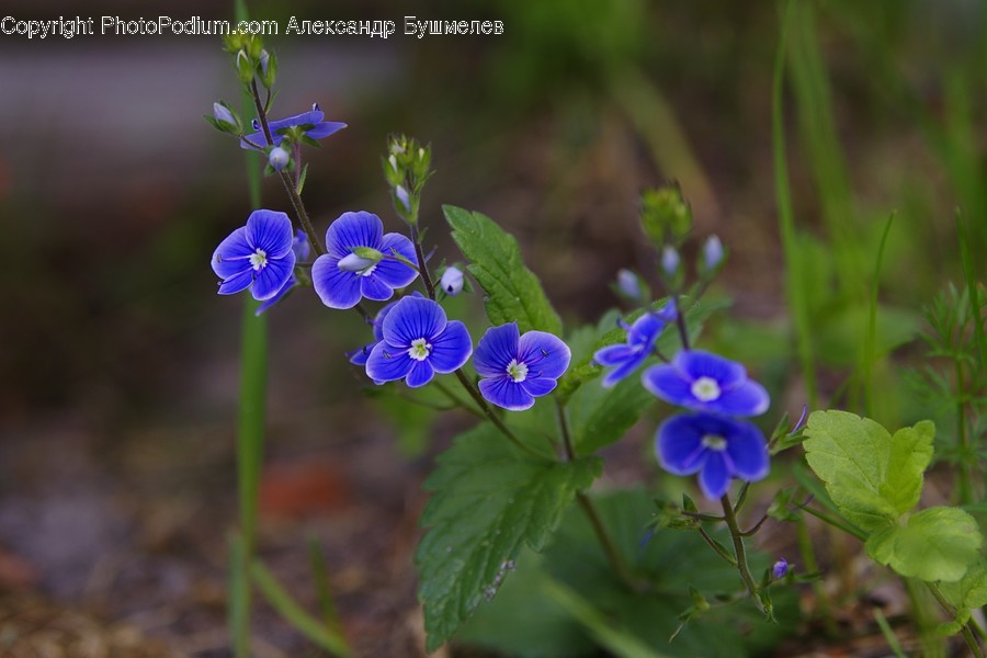 Blossom, Flora, Flower, Geranium, Plant