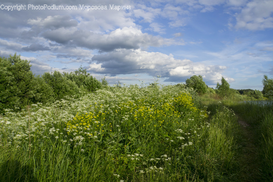 Field, Grassland, Outdoors, Countryside, Farm