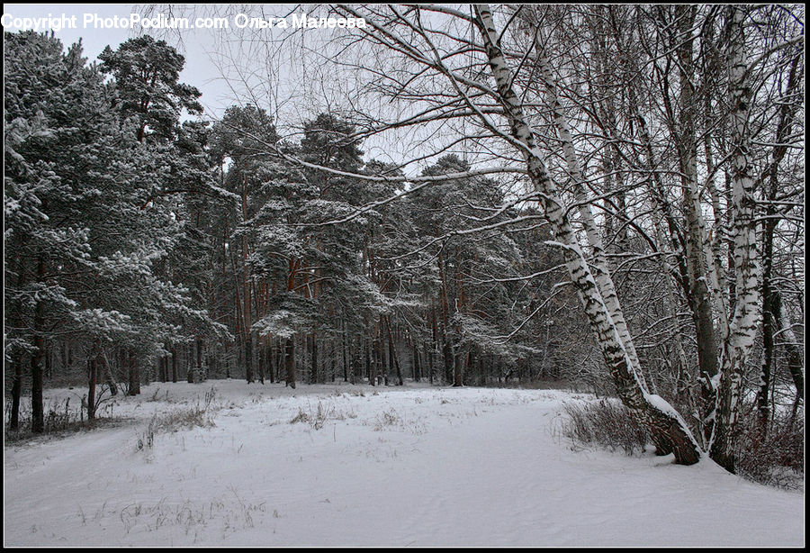 Ice, Outdoors, Snow, Landscape, Nature, Scenery, Forest