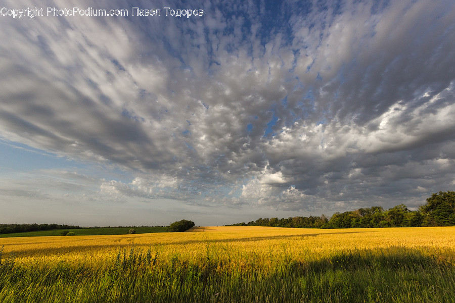 Field, Grassland, Outdoors, Countryside, Farm