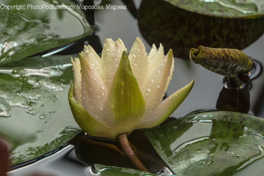 Blossom, Flora, Flower, Lily, Plant