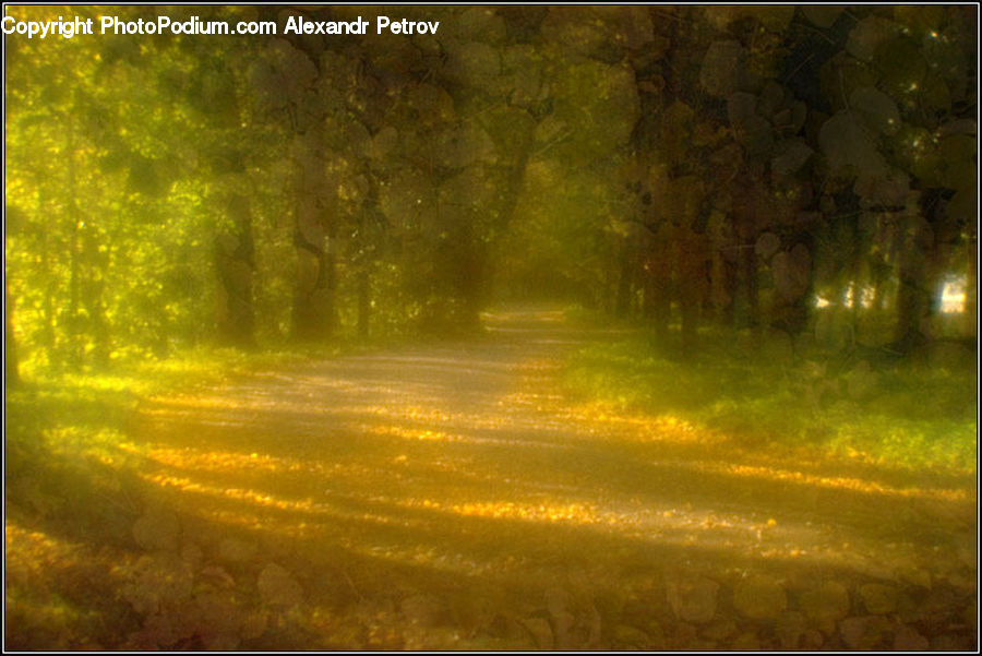 Forest, Vegetation, Dirt Road, Gravel, Road, Dawn, Dusk