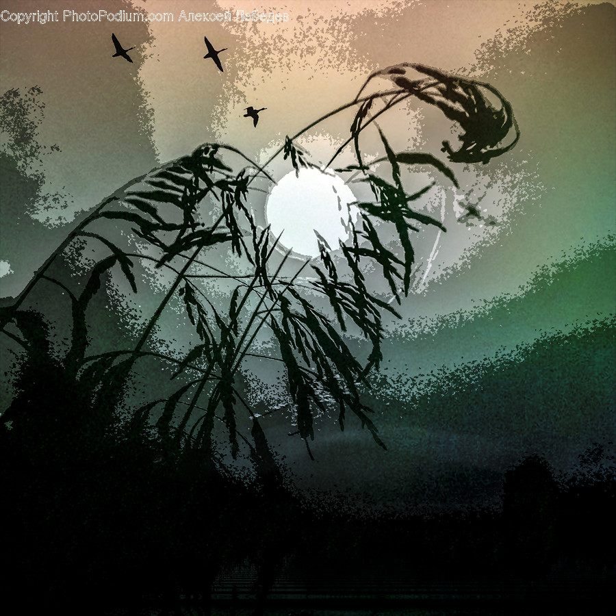 Silhouette, Water, Asphalt, Tarmac, Flora